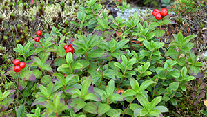 Cornus suecica