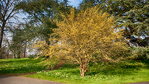 Gele kornoelje in het gras