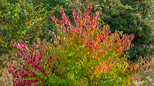 Cornus sanguinea