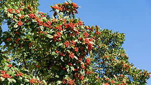 Crataegus lavallei