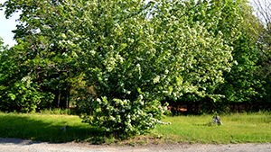 Crataegus laevigata