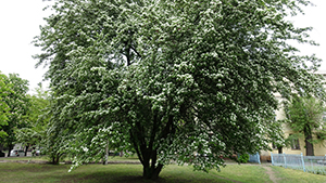 Crataegus monogyna