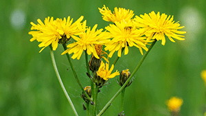 Crepis biennis