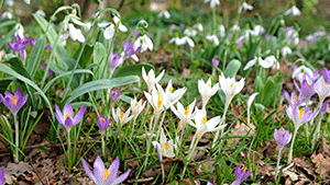 Crocus tommasinianus