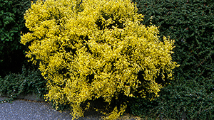 Cytisus praecox 'Allgold'