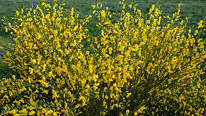 Cytisus scoparius