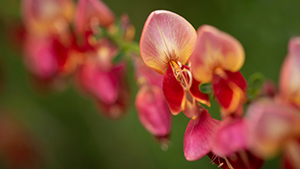 Cytisus scoparius 'Andreanus Splendens'