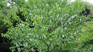 Davidia involucrata