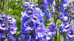 Delphinium spec.