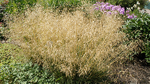 Deschampsia caespitosa 