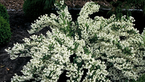 Deutzia gracilis 'Nikko'