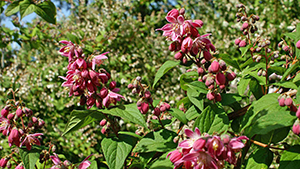 Deutzia hybrida 'Strawberry Fields'