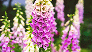 Digitalis purpurea