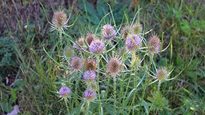 Dipsacus fullonum