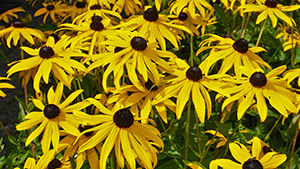 Echinacea paradoxa