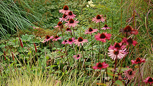 Echinacea purpurea