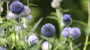 Echinops spec. 