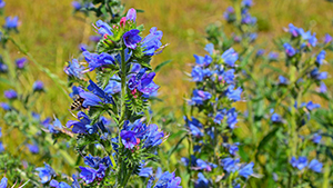 Echium vulgare