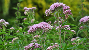 Eupatorium cannabinum