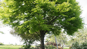 Fagus sylvatica