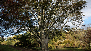 Fagus sylvatica 'Atropunicea'