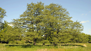 Fagus sylvatica 'Asplenifolia'