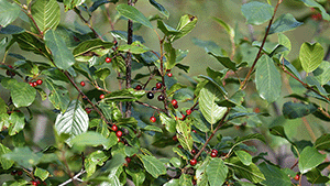 Frangula alnus