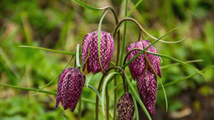 Fritillaria meleagris