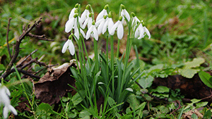 Galanthus