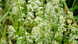 Galium mollugo