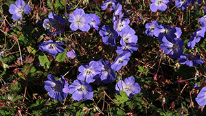 Geranium Rozanne