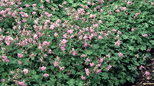 Geranium cantabrigiense 'Cambridge'