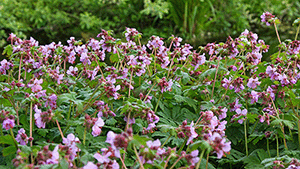 Geranium macrorrhizum 'Ingwersen's variety'