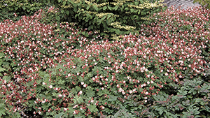 Geranium macrorrhizum 'Spessart'