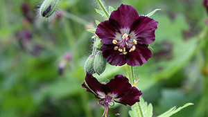 Geranium phaeum