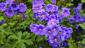 Geranium pratense