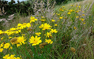 Glebionis segetum