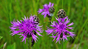 Centaurea scabiosa