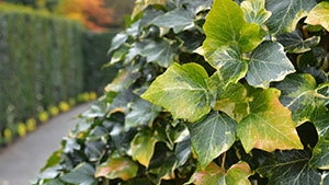 Hedera colchica 'Fall Favorite'