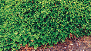 Hedera helix 'Arborescens'