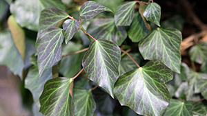 Hedera helix 'Woerner'