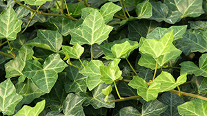 Hedera hibernica