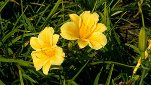 Hemerocallis Stella d'oro