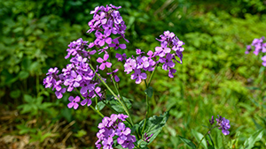 Hesperis matronalis