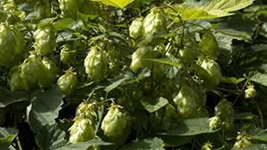 Humulus lumulus