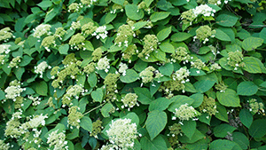 Hydrangea anomala petiolaris