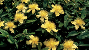 Hypericum calycinum