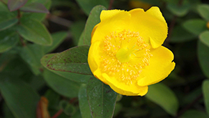 Hypericum dummeri 'Peter Dummer'