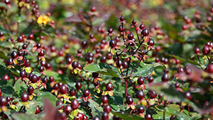 Hypericum inodorum 'Black Gem'