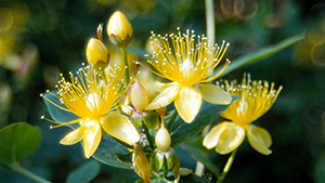 Hypericum inodorum 'Elstead'